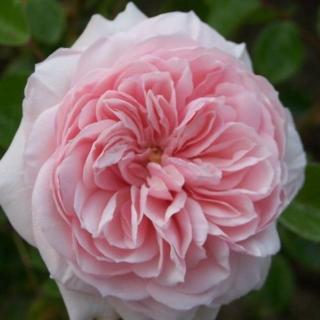 Rosa 'Awakening™' - rózsaszín - climber, futó rózsa