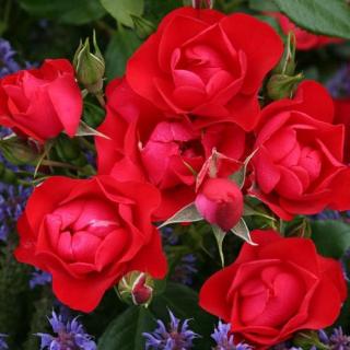 Rosa 'Black Forest Rose®' - vörös - virágágyi floribunda rózsa