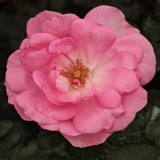 Rosa 'Centenaire de Lourdes™' - rózsaszín - virágágyi floribunda rózsa