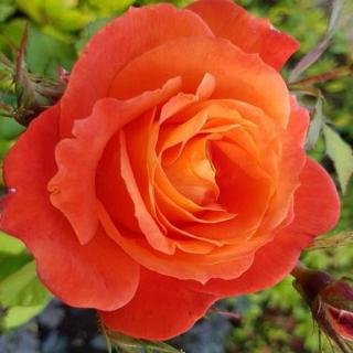 Rosa 'Christchurch™' - narancssárga - virágágyi floribunda rózsa