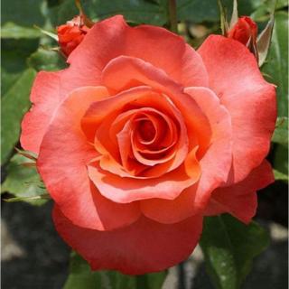 Rosa 'Christophe Colomb®' - narancssárga - teahibrid rózsa