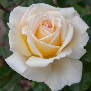Rosa 'Christophe Dechavanne ®' - sárga - teahibrid rózsa