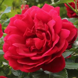Rosa 'Demokracie™' - vörös - climber, futó rózsa