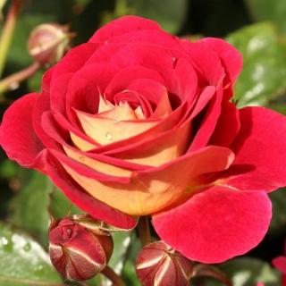 Rosa 'Die Sehenswerte ®' - vörös - sárga - virágágyi floribunda rózsa