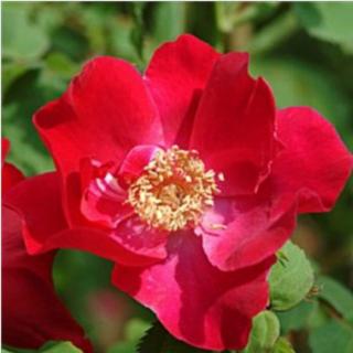 Rosa 'Eddie's Jewel' - vörös - vadrózsa