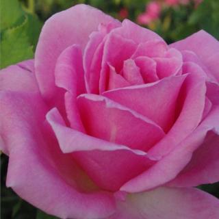 Rosa 'Eiffel Tower' - rózsaszín - teahibrid rózsa