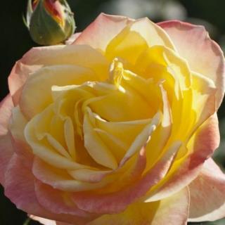 Rosa 'Emeraude d'Or' - sárga - rózsaszín - teahibrid rózsa