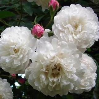Rosa 'Félicité et Perpétue' - fehér - történelmi - rambler, futó - kúszó rózsa