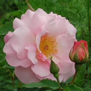 Rosa 'Fritz Nobis®' - rózsaszín - történelmi - régi kerti rózsa