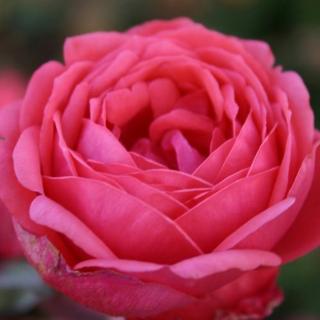 Rosa 'Gartenprinzessin Marie-José ®' - rózsaszín - virágágyi floribunda rózsa