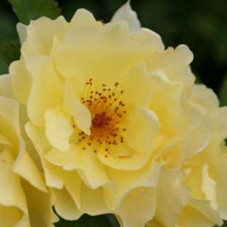 Rosa 'Goldspatz ®' - sárga - parkrózsa