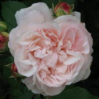 Rosa 'Grüss an Aachen™' - rózsaszín - virágágyi grandiflora - floribunda rózsa