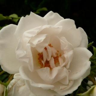 Rosa 'Hella®' - fehér - climber, futó rózsa
