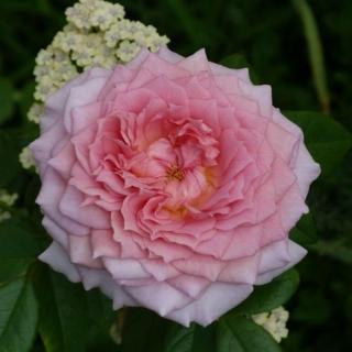 Rosa 'Inge's Rose' - rózsaszín - nosztalgia rózsa