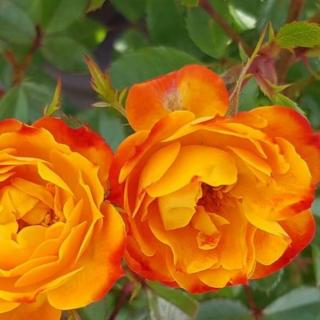 Rosa 'Irish Eyes™' - narancssárga - sárga - virágágyi floribunda rózsa