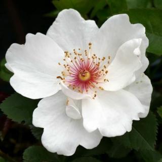 Rosa 'Jacqueline du Pré™' - fehér - csokros virágú - magastörzsű rózsafa