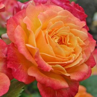 Rosa 'Landlust ®' - sárga - rózsaszín - virágágyi grandiflora - floribunda rózsa