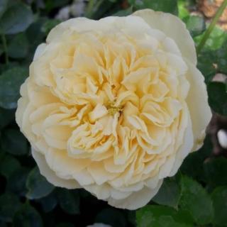 Rosa 'Lemon™' - sárga - virágágyi floribunda rózsa