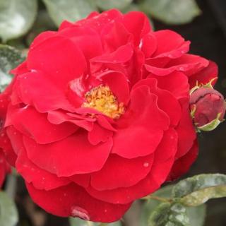 Rosa 'Lilli Marleen®' - vörös - virágágyi floribunda rózsa