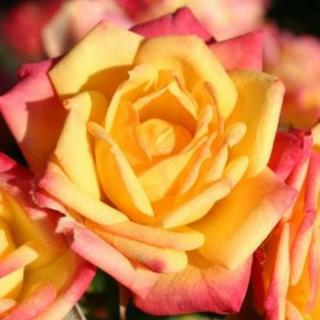 Rosa 'Little Sunset ®' - sárga - piros - törpe - mini rózsa