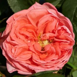 Rosa 'Loraine™' - rózsaszín - nosztalgia rózsa