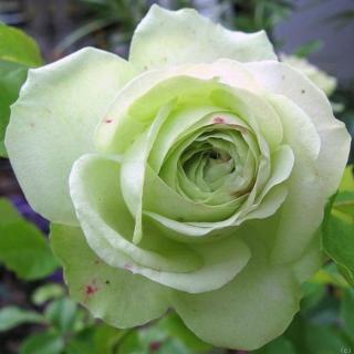 Rosa 'Lovely Green™' - fehér - csokros virágú - magastörzsű rózsafa