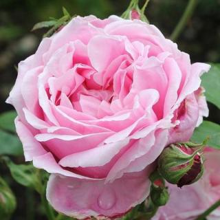Rosa 'Madame Caroline Testout' - rózsaszín - teahibrid rózsa