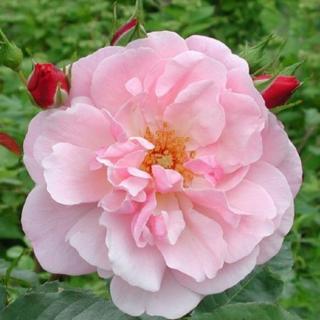 Rosa 'Märchenland®' - rózsaszín - virágágyi floribunda rózsa