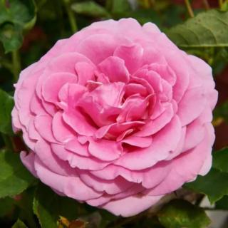 Rosa 'Miranda™' - rózsaszín - nosztalgia rózsa
