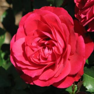 Rosa 'Mona Lisa®' - vörös - virágágyi floribunda rózsa