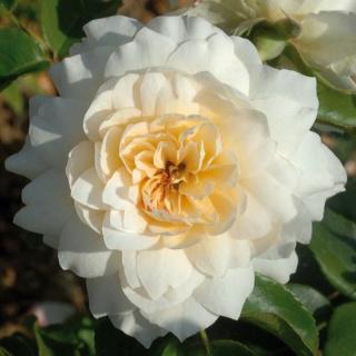 Rosa 'Nadine Xella-Ricci™' - sárga - virágágyi floribunda rózsa