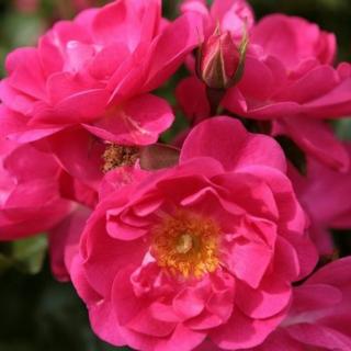 Rosa 'Neon ®' - rózsaszín - virágágyi floribunda rózsa