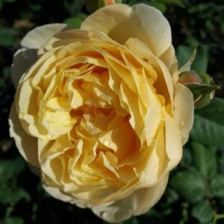 Rosa 'Olivera™' - sárga - virágágyi floribunda rózsa