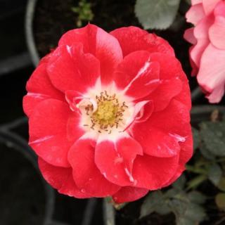 Rosa 'Picasso™' - vörös - fehér - virágágyi floribunda rózsa