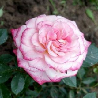 Rosa 'Portofino™' - rózsaszín - törpe - mini rózsa