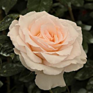 Rosa 'Poustinia™' - fehér - virágágyi floribunda rózsa