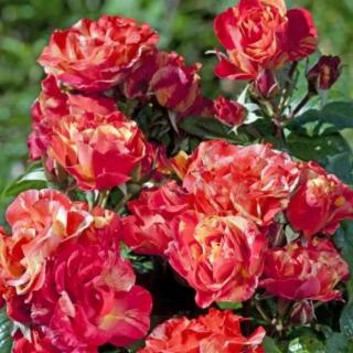 Rosa 'Prime Time' - narancssárga - sárga - virágágyi grandiflora - floribunda rózsa