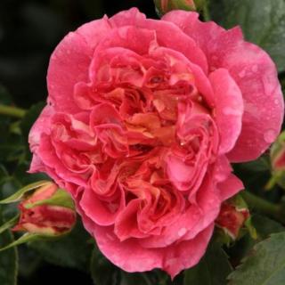 Rosa 'Prince Igor™' - sárga - vörös - virágágyi floribunda rózsa