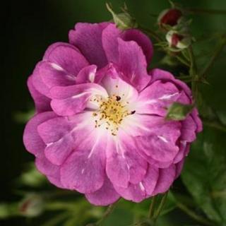 Rosa 'Purple Skyliner™' - lila - apróvirágú - magastörzsű rózsafa