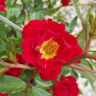 Rosa 'Red Drift®' - vörös - talajtakaró rózsa