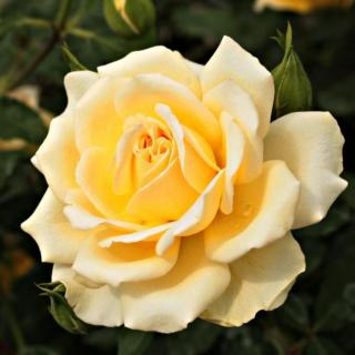 Rosa 'Rivedoux-plage™' - sárga - rózsaszín - virágágyi floribunda rózsa