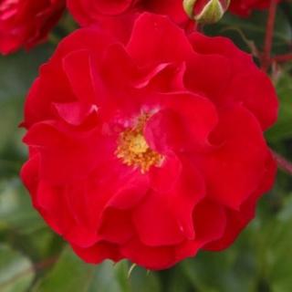 Rosa 'Rotilia®' - vörös - virágágyi floribunda rózsa