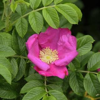 Rosa rugosa – Japán rózsa
