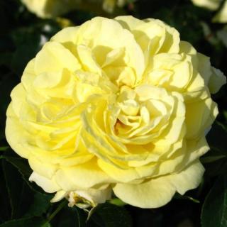 Rosa 'Solero ®' - sárga - virágágyi floribunda rózsa