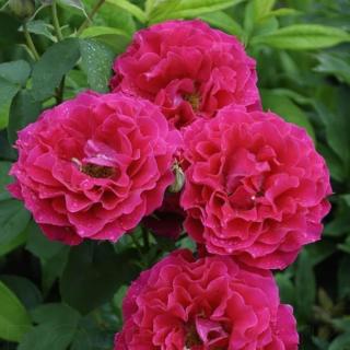 Rosa 'Souvenir d'Edouard Maubert™' - rózsaszín - virágágyi floribunda rózsa