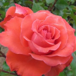 Rosa 'Special Memories™' - vörös - virágágyi floribunda rózsa