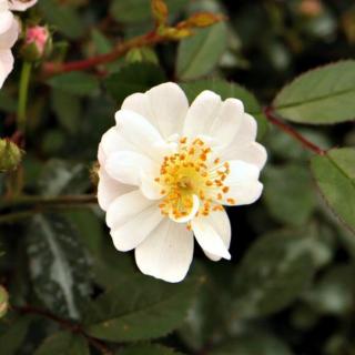 Rosa 'Talas' - rózsaszín - fehér - törpe - mini rózsa