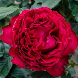 Rosa 'Traviata®' - vörös - teahibrid rózsa