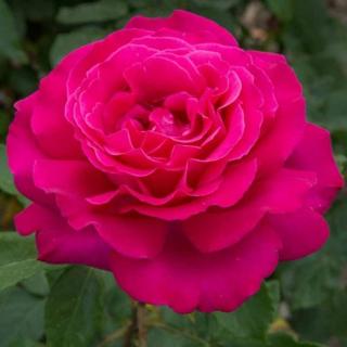 Rosa 'Velasquez®' - rózsaszín - teahibrid rózsa