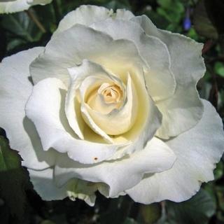 Rosa 'White Swan' - fehér - teahibrid virágú - magastörzsű rózsafa